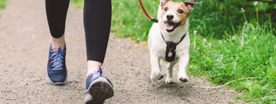 A person walking a small dog along a paved path surrounded by lush greenery. The dog is looking up, clearly enjoying the walk, and the person is wearing athletic shoes.