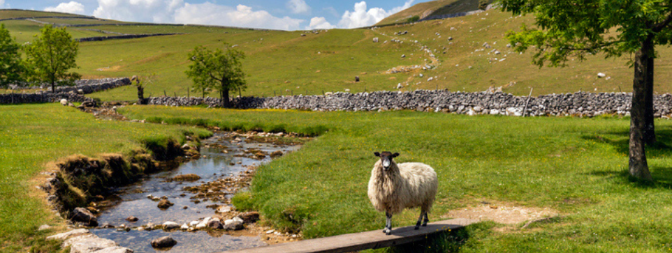 Sheep standing on a path by a stream in a green countryside landscape