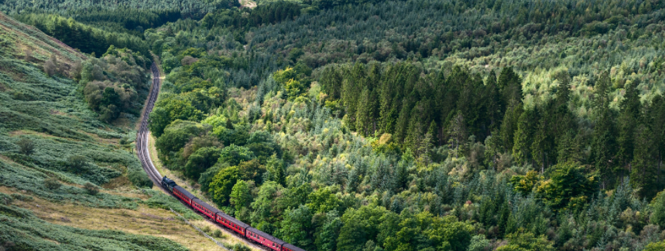 Red train moving through a lush green forest in the countryside.