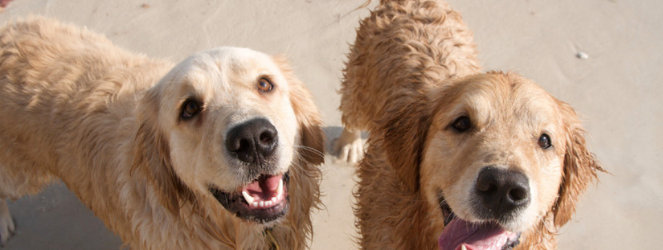 Two golden retrievers on a beach, their fur wet from playing in the water. Both dogs have happy expressions as they look up at the camera.