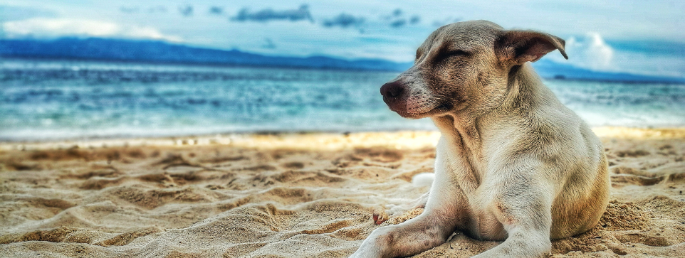 Small dog sitting on the sand at the beach, eyes closed, with the sea and distant mountains in the background.