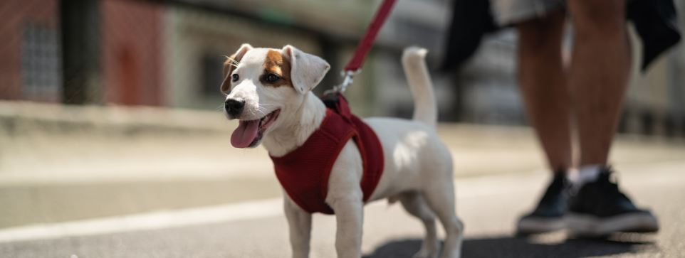 Jack Russell terrier on a red harness walks happily with its owner down the street, tongue out.