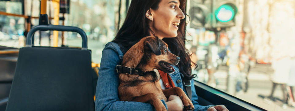 A woman holding a small brown dog is looking out of the window while riding a bus in the city.