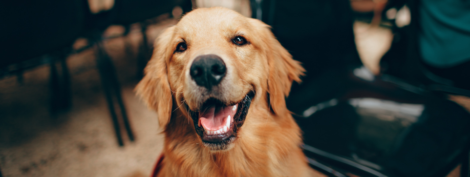 Golden sitting indoors, looking directly at the camera with its mouth open and tongue slightly out.