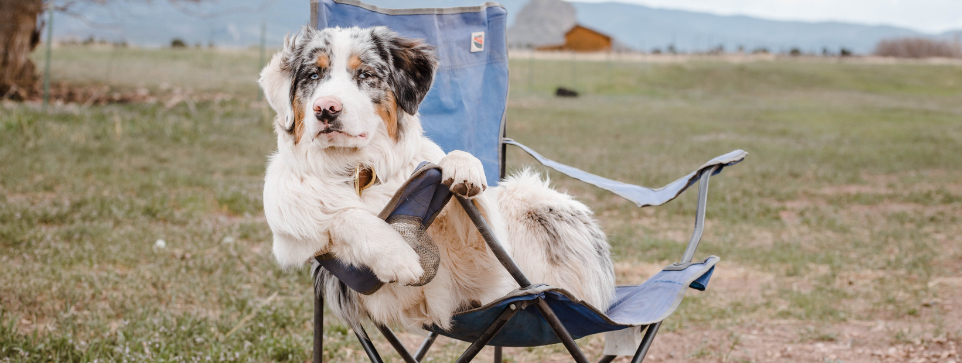 White and grey dog sitting in a blue camping chair, outdoors in a grassy field with mountains in the background.