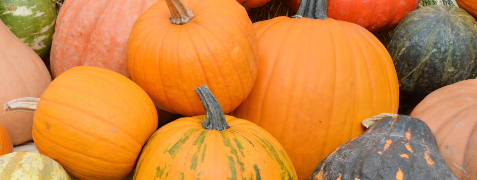 A collection of colourful pumpkins and squash of various sizes, gathered in a pile.