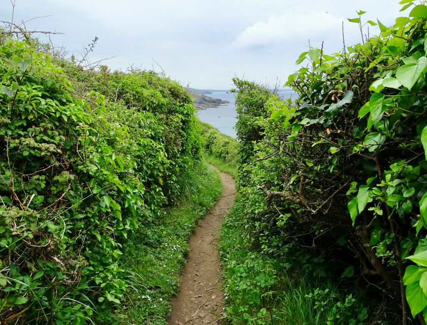 A narrow, leafy pathway leading to a view of the ocean. The sea is visible in the background.