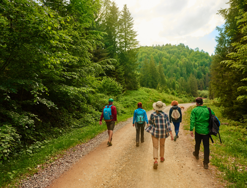 A group of hikers walking down a forest trail surrounded by lush green trees, enjoying a peaceful walk in Torquay's natural countryside.