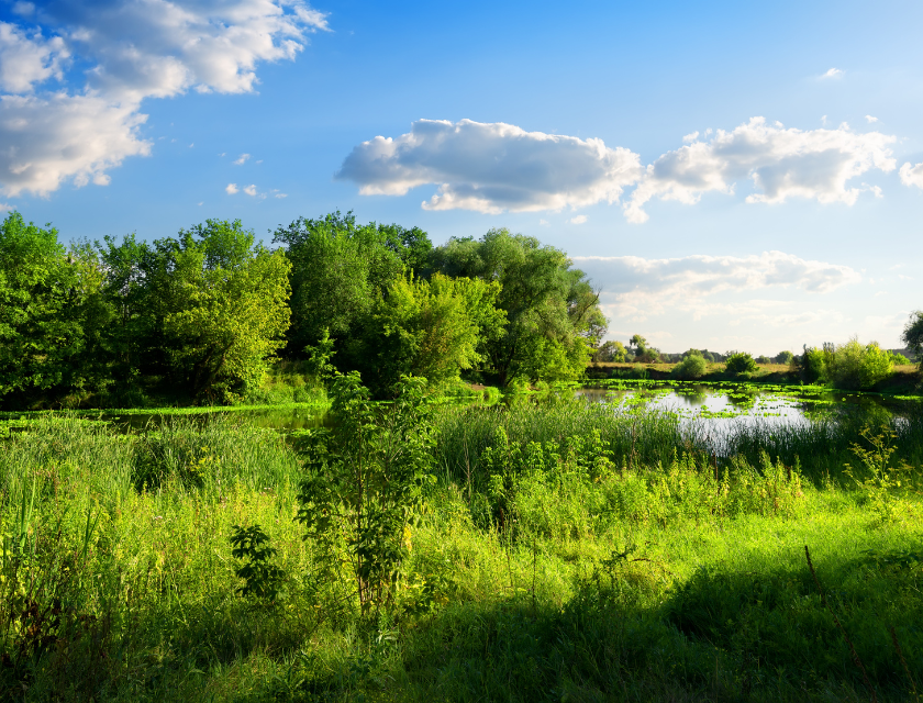 A tranquil wetland area surrounded by vibrant greenery, a beautiful nature spot in North Wales.