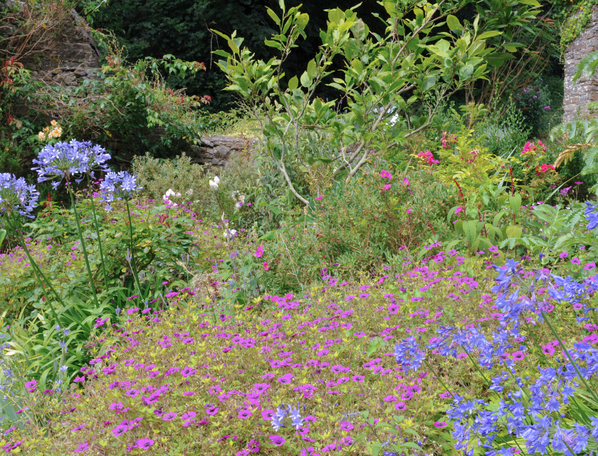 Beautiful garden filled with vibrant flowers and greenery