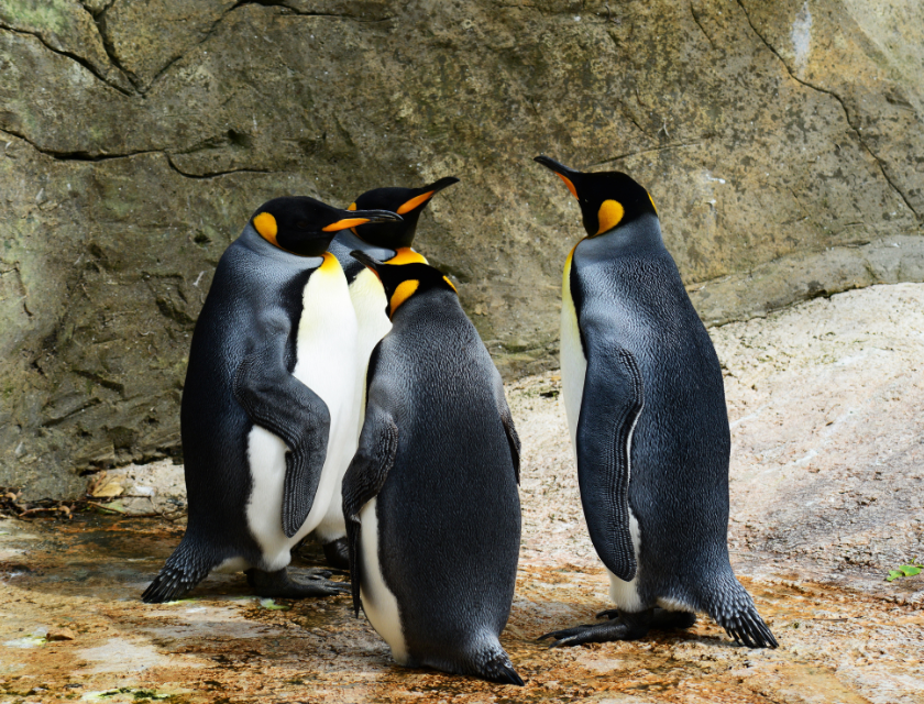 Group of penguins standing on rocky terrain