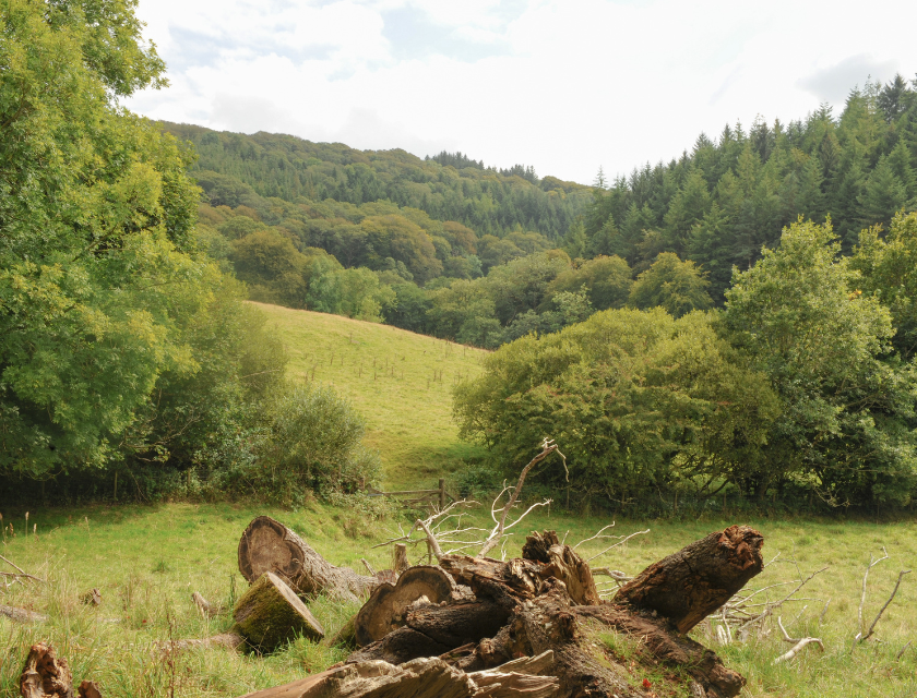 A picturesque, wooded countryside scene with rolling hills and fallen logs