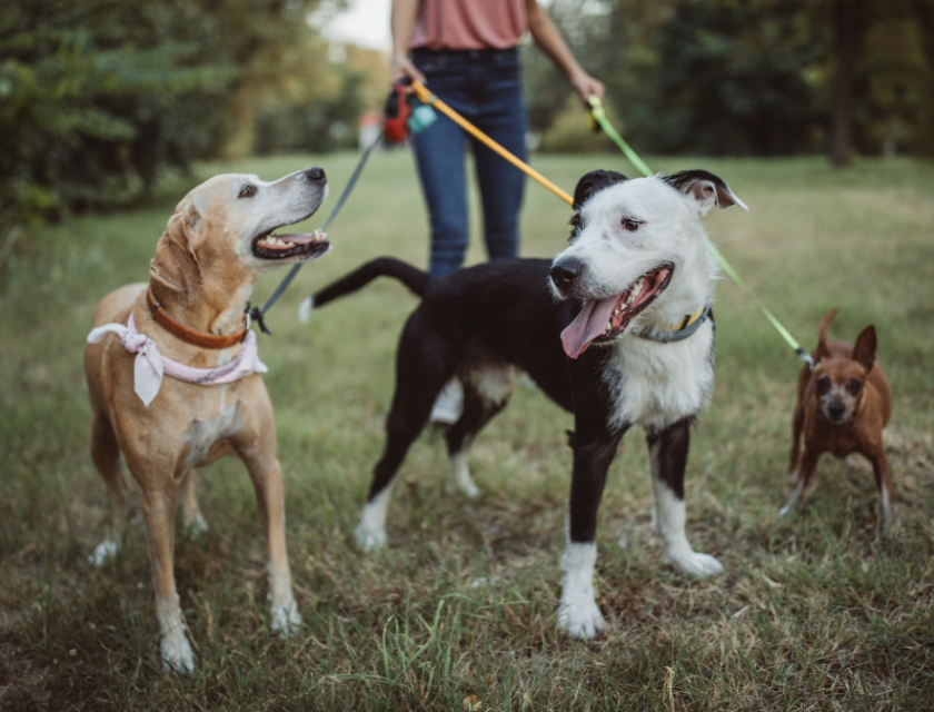 A trio of happy dogs enjoying a walk through one of Devon's dog-friendly parks. Walking is a top dog-friendly activity in Devon.