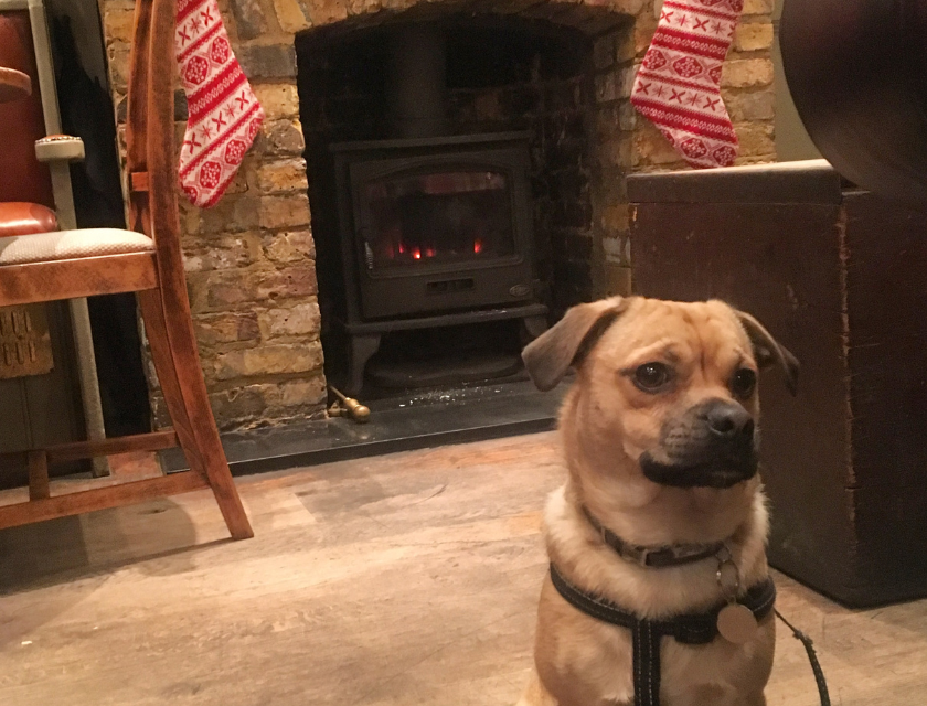 Small dog sitting in a dog-friendly pub by a lit fireplace, creating a warm and festive atmosphere 