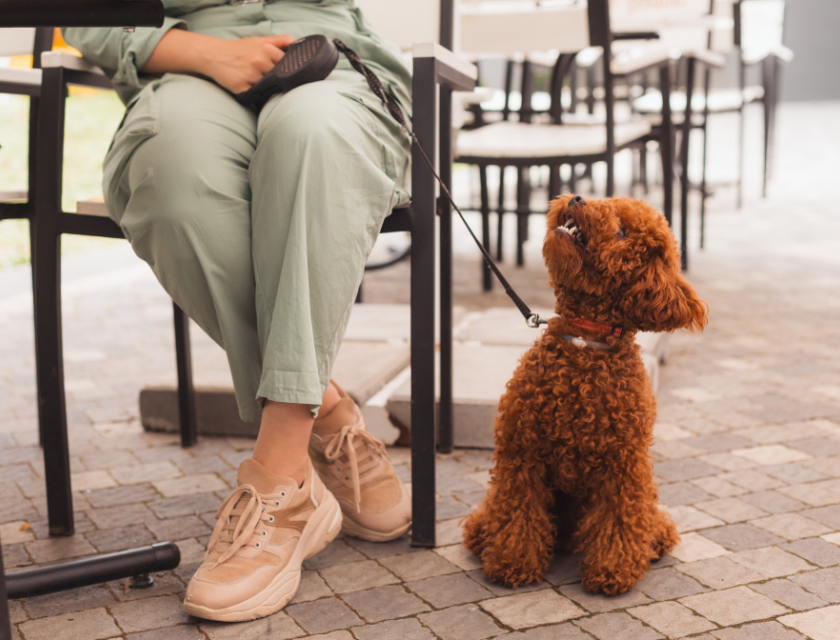 A dog-friendly café in Devon, where pets are welcome to relax while their owners enjoy a meal. One of the many dog-friendly activities in Devon.