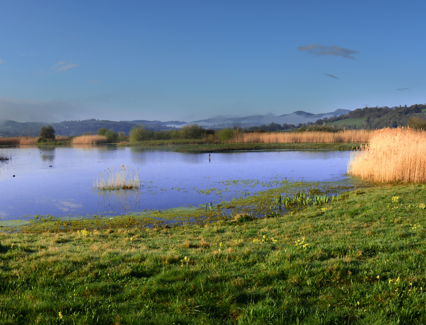 View of the wetlands at RSPB Conwy Nature Reserve, with reeds, lagoons, and distant mountains under a clear blue sky.