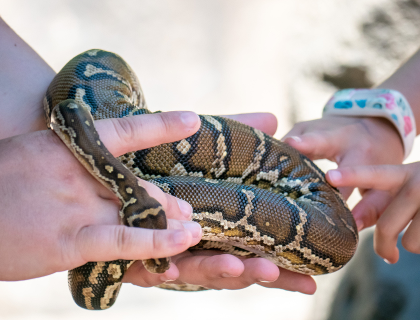 Close up  of a handler holding a snake the hands of smaller children touching the reptile.