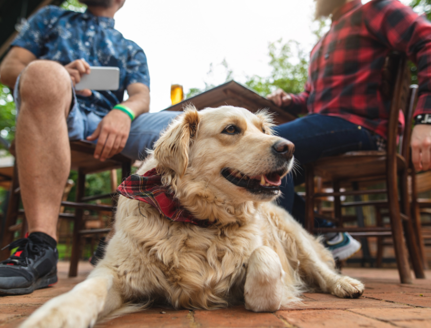 Golden Retriever lying down at a dog-friendly pub patio, while the owners enjoy a drink. North Wales prides itself  on all its dog-friendly pubs and eateries. 