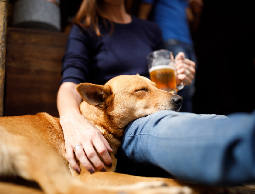 Dog-friendly pubs in North Wales are popular with visitors to the area. Sleeping dog resting its head on the owner’s lap at a dog-friendly pub. 