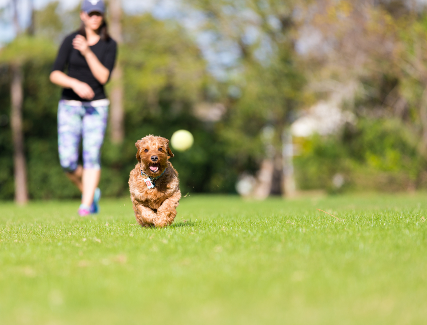 Excited small dog running across a grassy field, chasing a ball