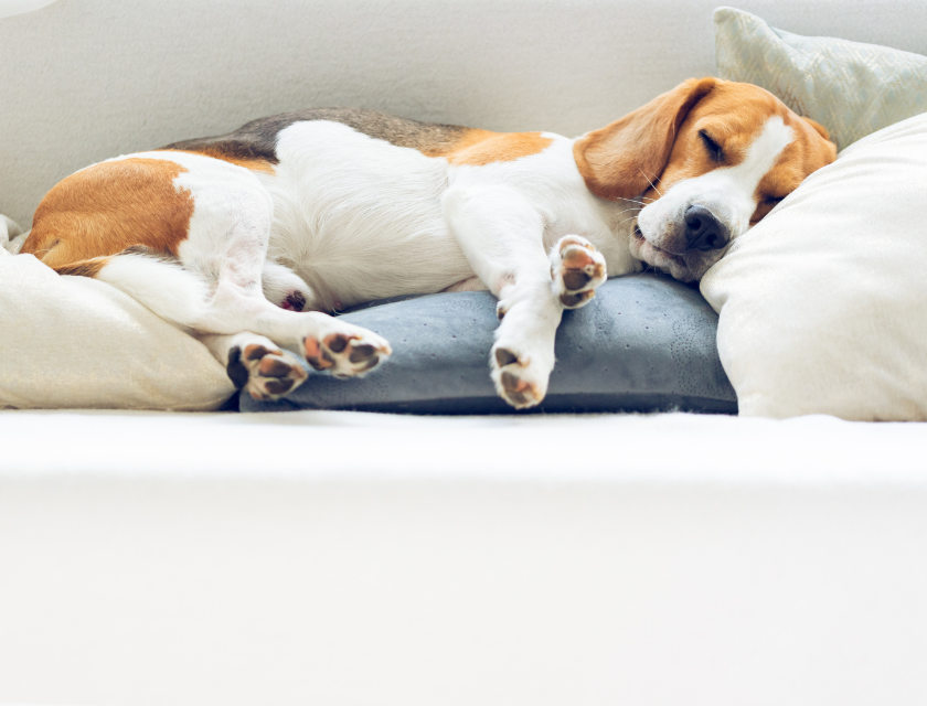 Beagle peacefully napping on a comfortable couch