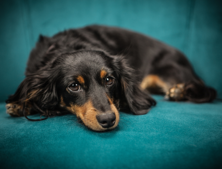 A small black dog with tan markings is lying down on a blue sofa.