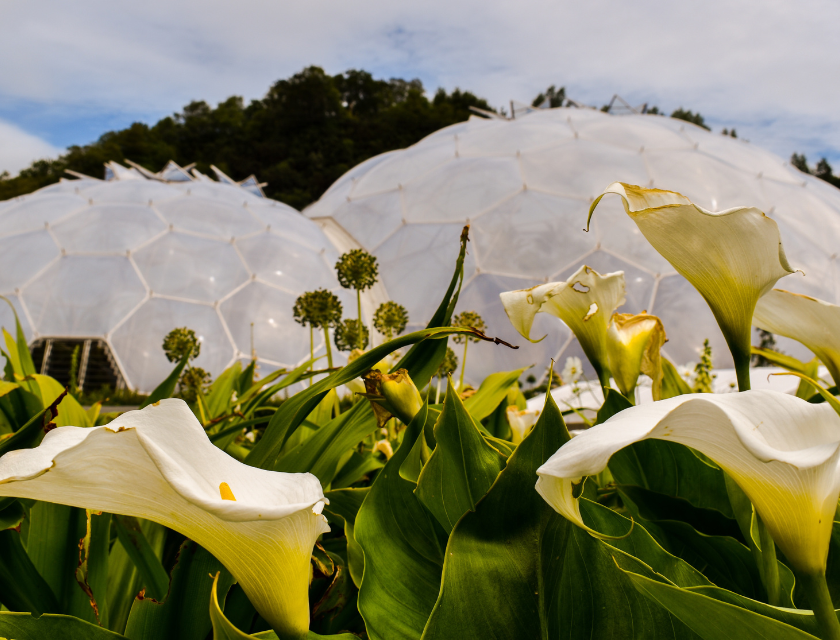 White flowers bloom in the foreground of a garden, with two large see-through domes of the Eden Project, Cornwall in the background. The Eden Project is one of the must-visit dog-friendly activities in Cornwall.