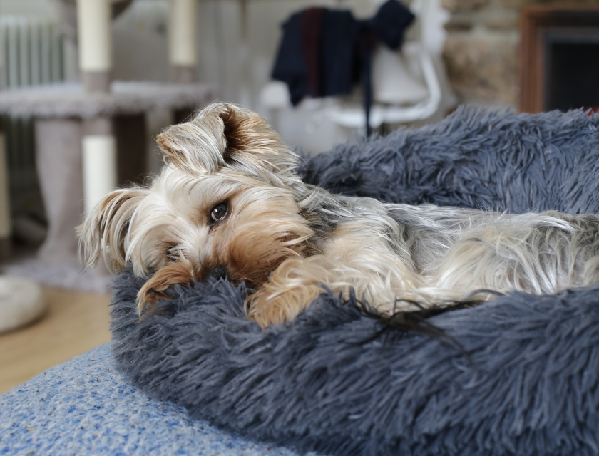 Small Yorkshire terrier snuggled in a grey, fluffy bed, lying down.