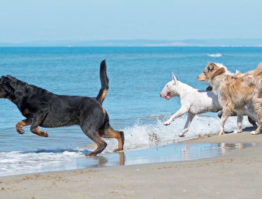 A group of dogs; Rottweiler, bull terrier, and collie, run along a beach shore with waves splashing around them. Visiting the beaches is one of the most popular dog-friendly activities in Lincolnshire.