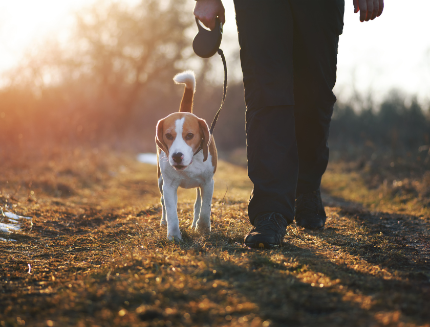 Beagle on a leash walking alongside its owner on a nature trail during a golden sunset.