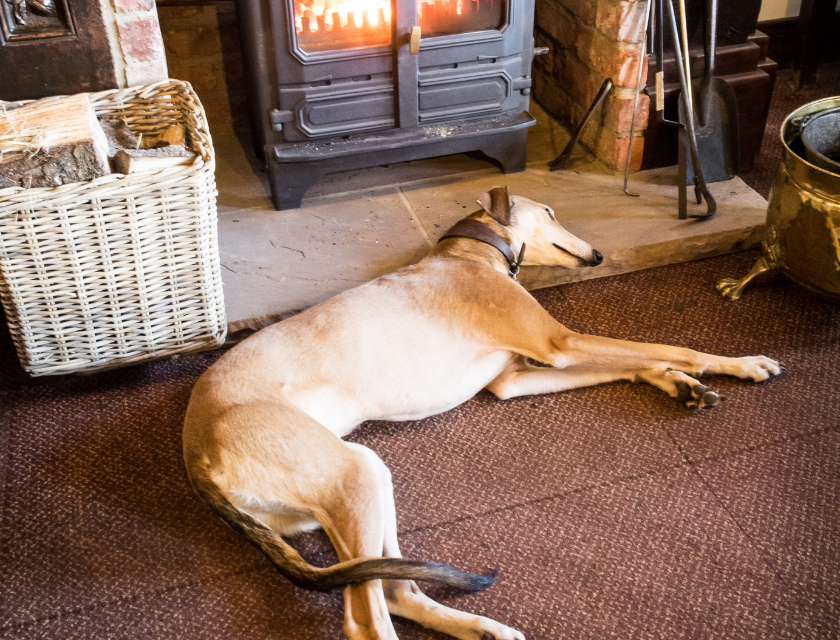 Greyhound relaxing on a carpet, resting near a wood-burning stove inside a home. Visiting the local pubs is one of the most popular dog-friendly activities in Lincolnshire.