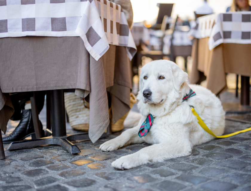 A large white dog with a colourful scarf is lying down under a table outside a restaurant.