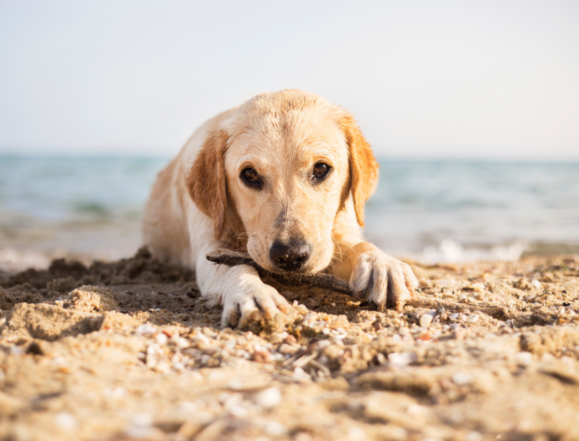 A wet golden retriever puppy plays with a stick on a sandy beach by the sea.