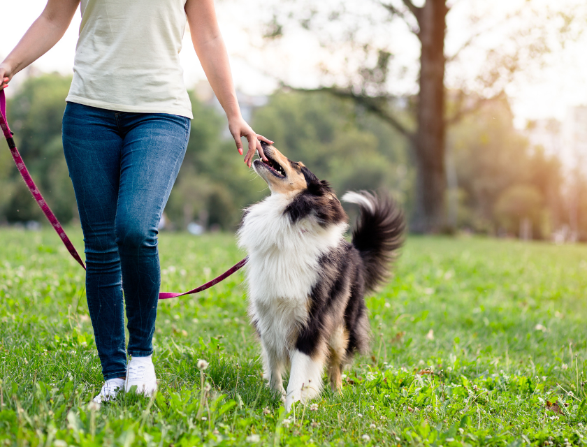 A person is walking a fluffy dog on a lead in a green park, with trees in the background.