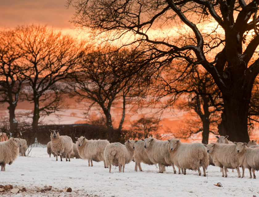 Sheep in a snow-covered field in the Yorkshire countryside during winter at sunset. 