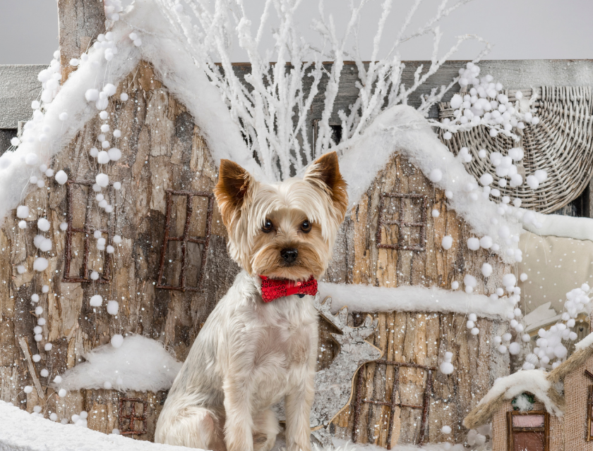 Yorkshire Terrier in a festive, snowy holiday scene, ready for Christmas with a red bowtie. Yorkshire is home to several of the most popular and best Christmas markets in the UK.