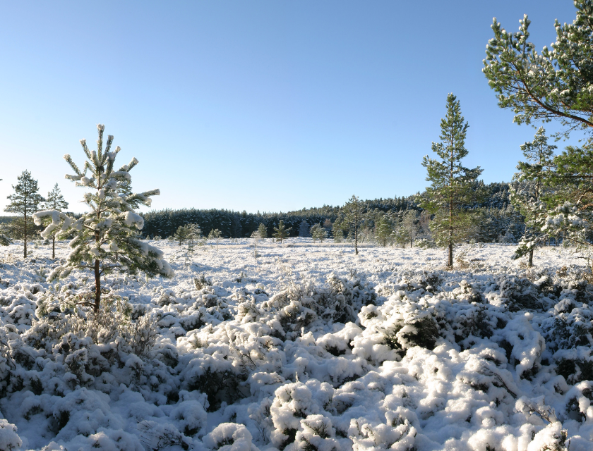 Pine forest in Scotland with a blanket of snow on the ground and trees. 