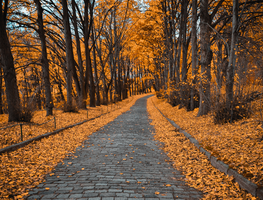 Autumn path lined with trees shedding vibrant orange leaves. The pathway is covered in fallen leaves, leading into a peaceful forest.