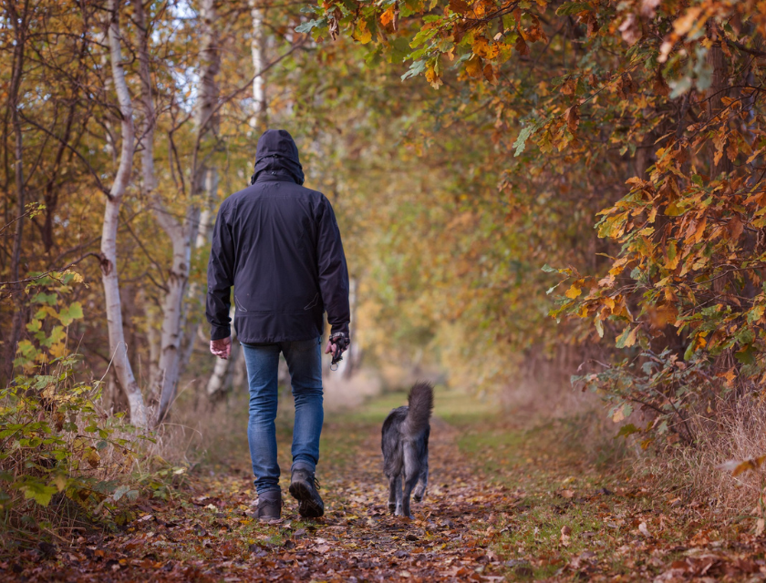 person in a black coat walks with their dog along a leafy autumn trail, the ground covered in golden leaves. 