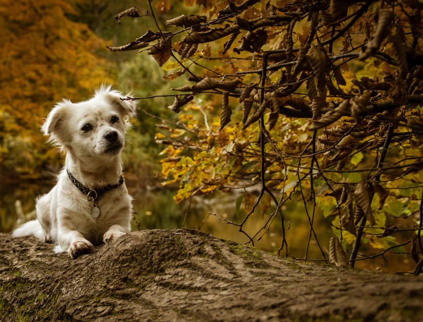 Small white dog on a log surrounded by autumn leaves, looking ahead. A picturesque companion for countryside October half term breaks.