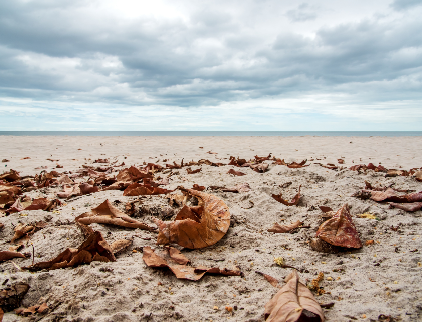 Sandy beach with dry autumn leaves scattered across the shore, under a cloudy sky. The horizon shows a calm, grey-blue sea.