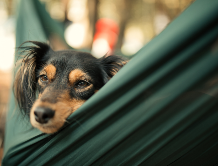 Dog in a green hammock during a relaxing glamping trip. 