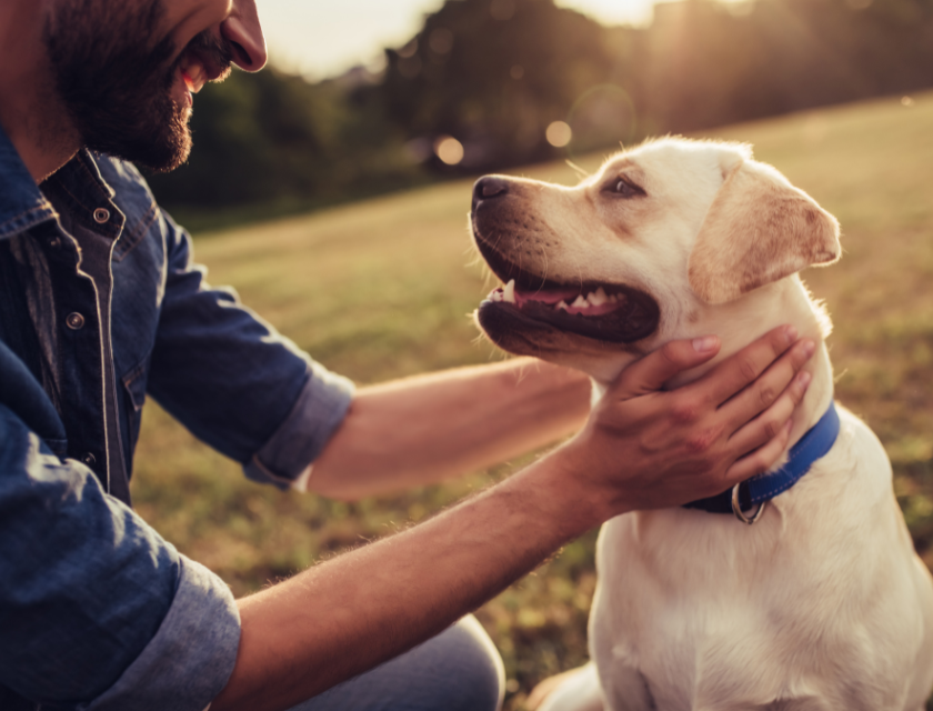 Happy dog with a blue collar looking up at its owner at sunset.