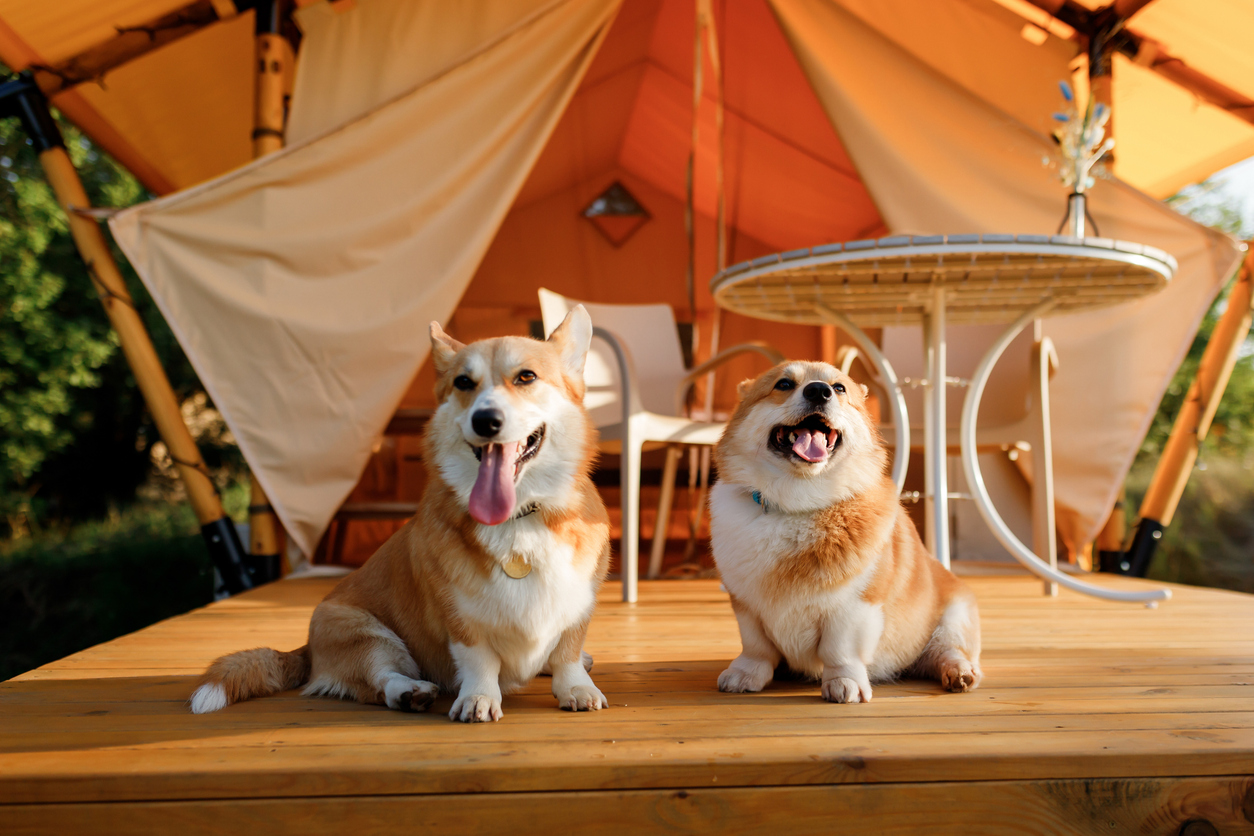 Two Welsh Corgi Pembroke Dogs have rest on background of cosy glamping on summer day during vacation. The area is popular with visitors looking for dog-friendly camping pods.